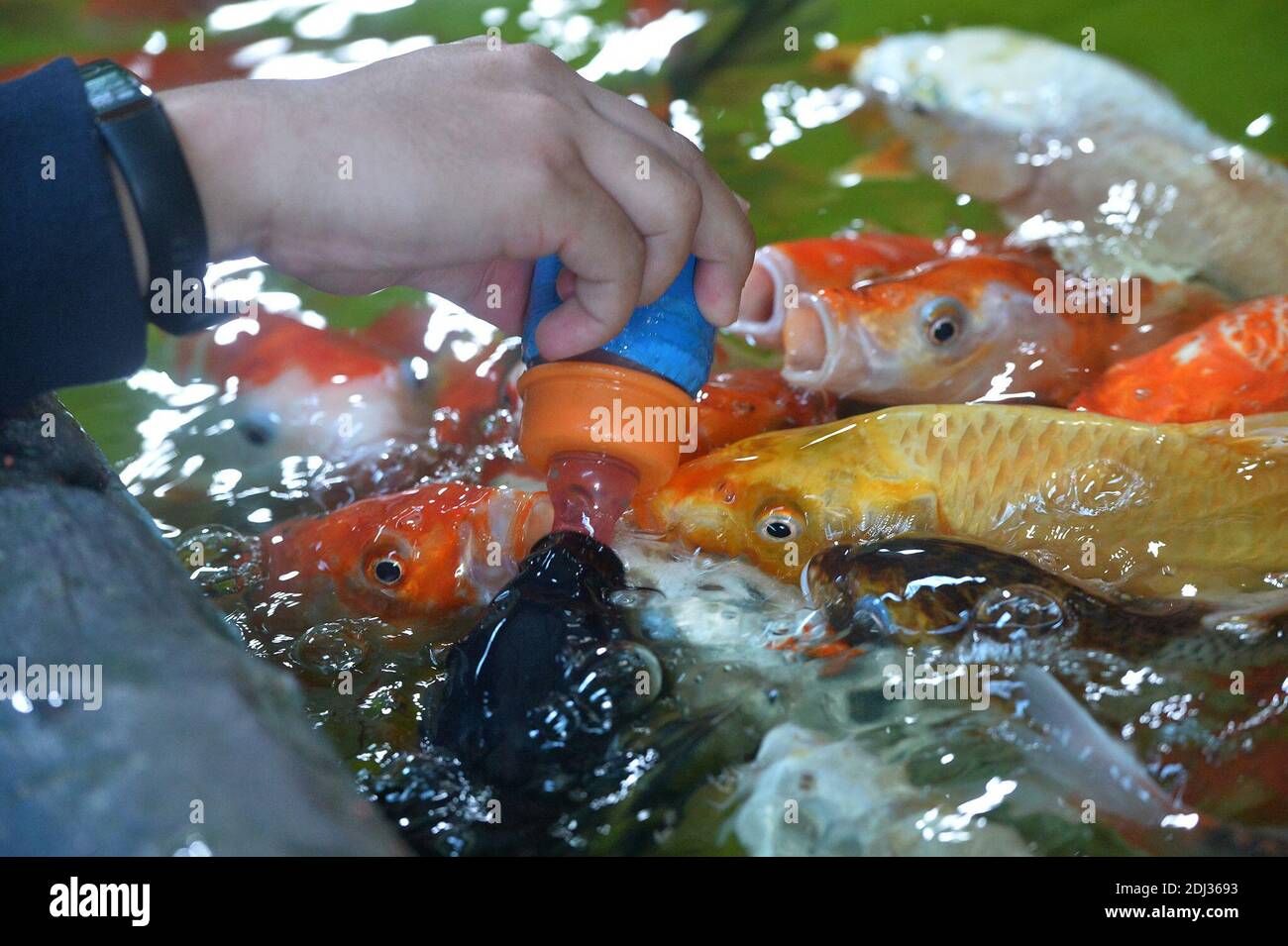 Chonburi, Tailandia. 12 de diciembre de 2020. Un turista alimenta peces en el acuario de Monsters en la provincia de Chonburi, Tailandia, 12 de diciembre de 2020. Crédito: Rachen Sageamsak/Xinhua/Alamy Live News Foto de stock