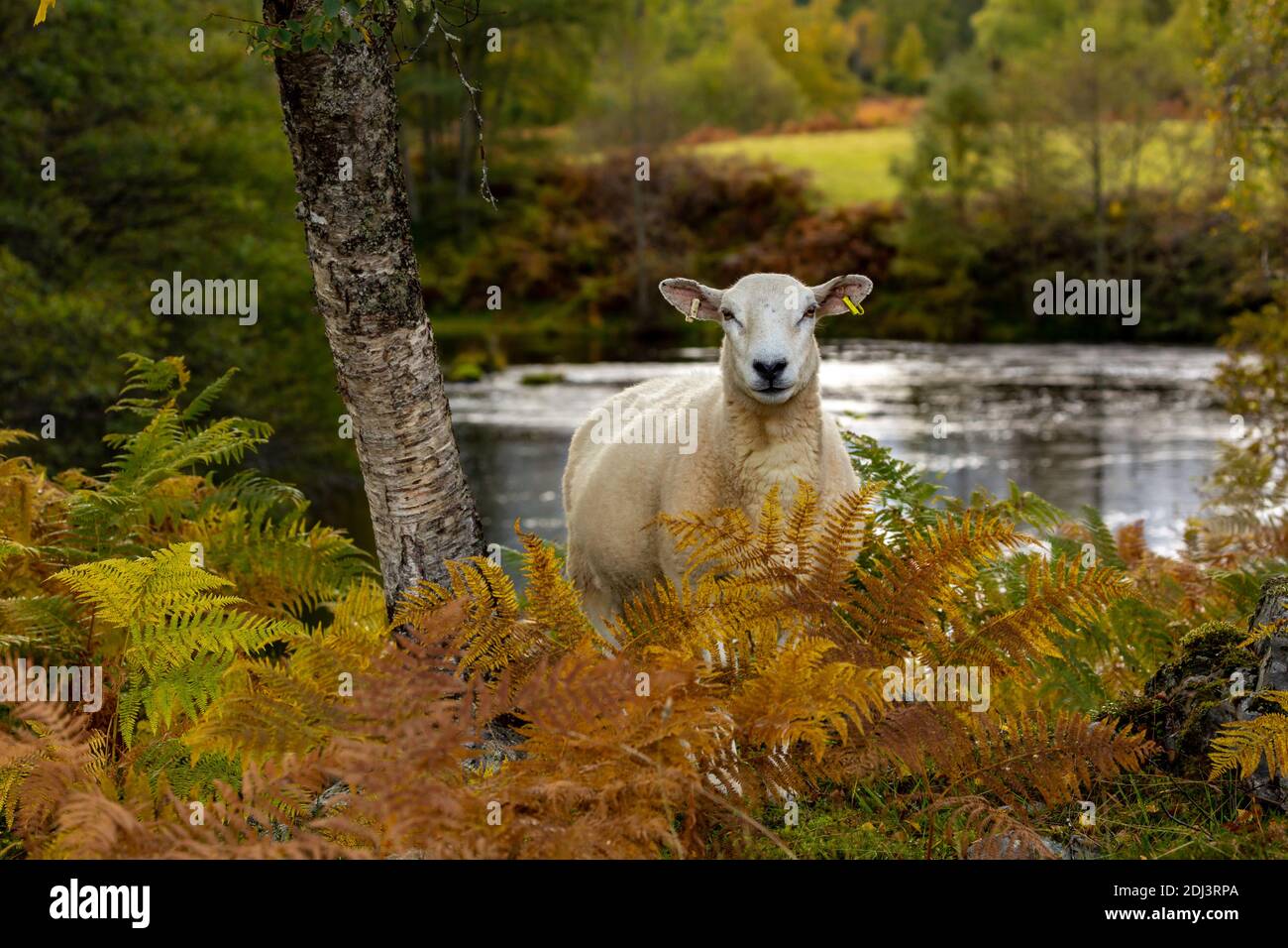 Glen Strathfarrar en las Highlands escocesas. Cordero de la montaña, bien crecido, mirando hacia adelante junto al río Farrar en otoño con ferns colouful Foto de stock