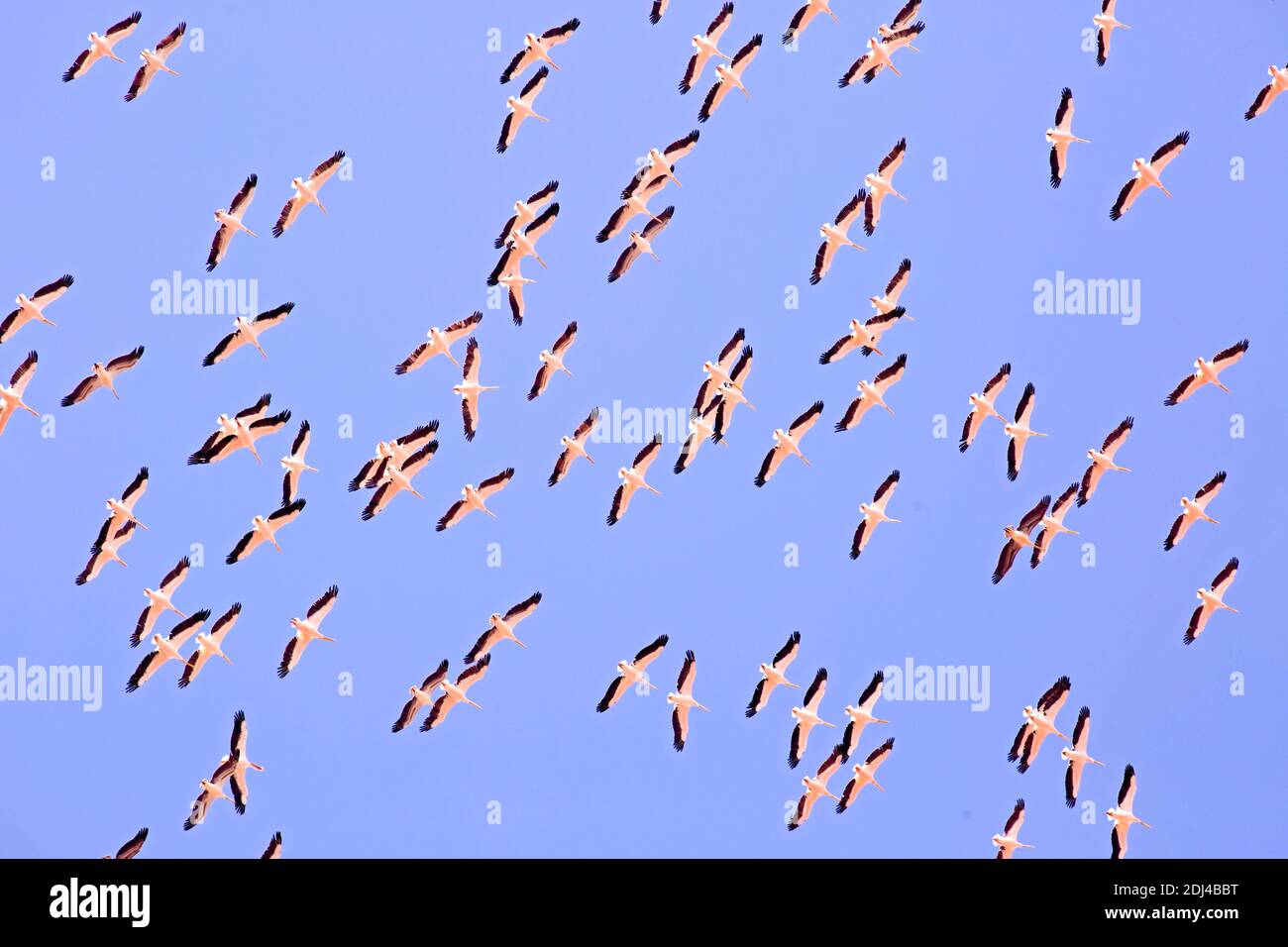 Un gran rebaño de pelícanos en vuelo sobre un fondo azul del cielo. Estas aves son perjudiciales para las pesquerías locales. Fotografiado en la Reserva Natural de Ein Afek, Foto de stock