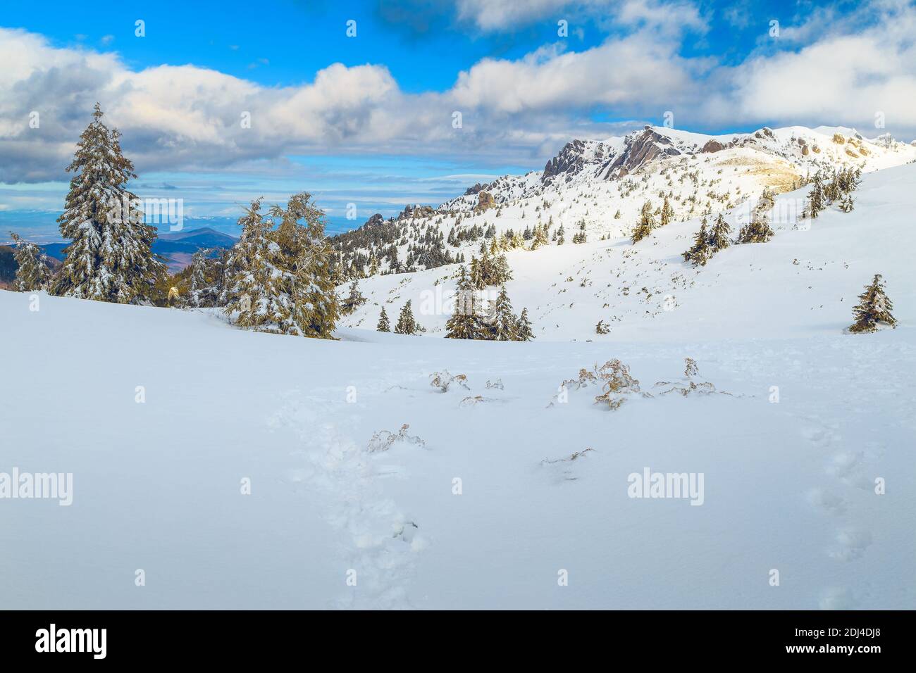 Hermoso paisaje soleado de invierno y montañas nevadas con pinos cubiertos de nieve, montañas de Ciucas, Cárpatos, Transilvania, Rumanía, Europa Foto de stock