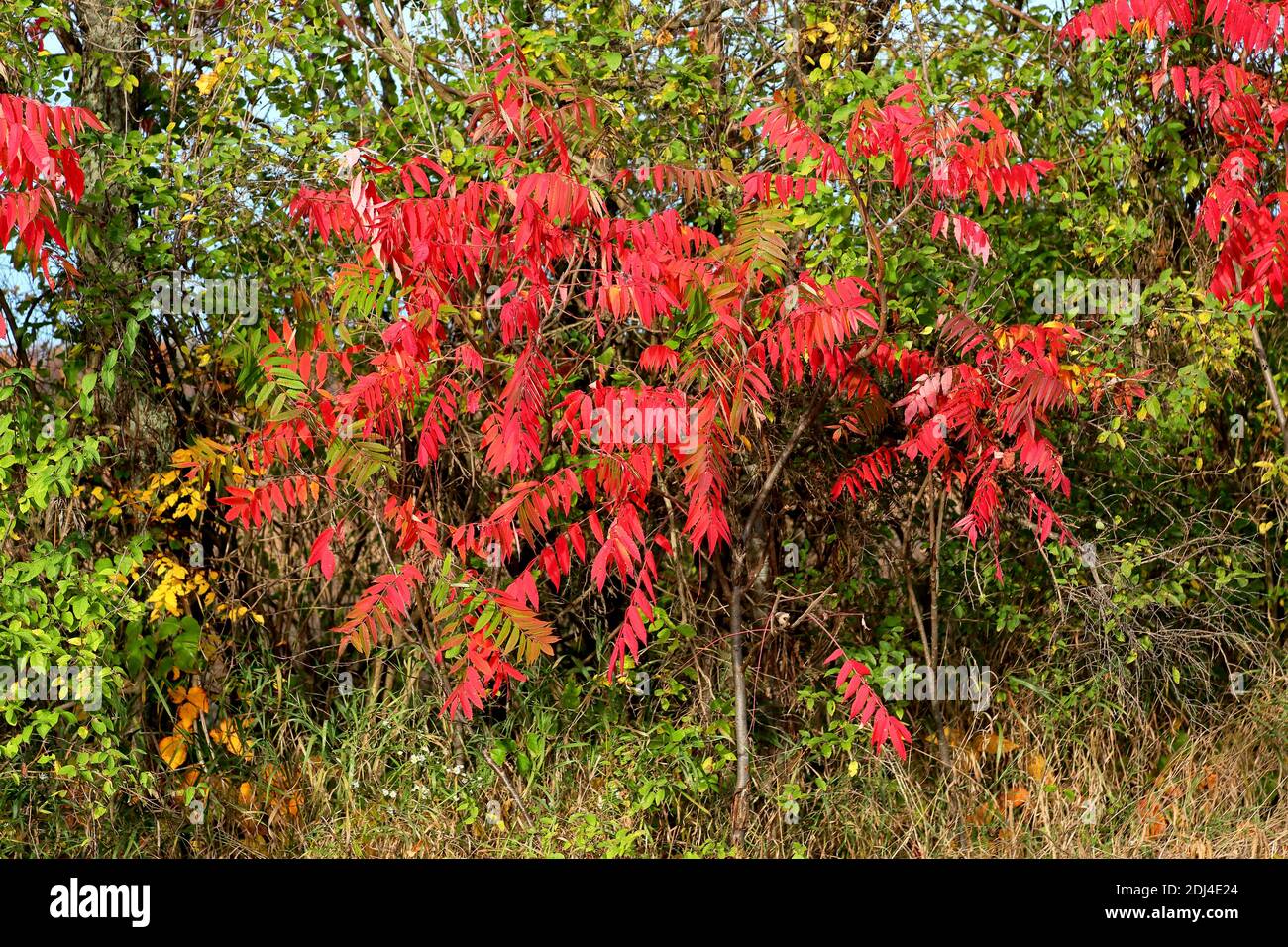 Sumac rojo a lo largo de una carretera en otoño en Michigan Foto de stock