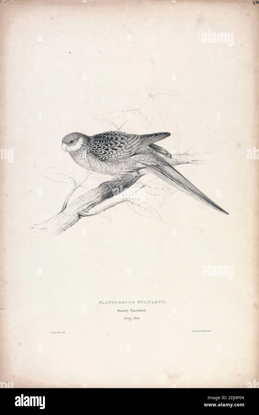 Platycercus Stanley II / Stanley Parrakeet (macho joven) (placa 24), Edward Lear, 1812–1888, británico, 1832, Litografía impresa en tinta negra (¿prueba?) Sobre papel de hoja gruesa, hoja: 22 x 15 pulg. (55.9 x 38,1 cm Foto de stock