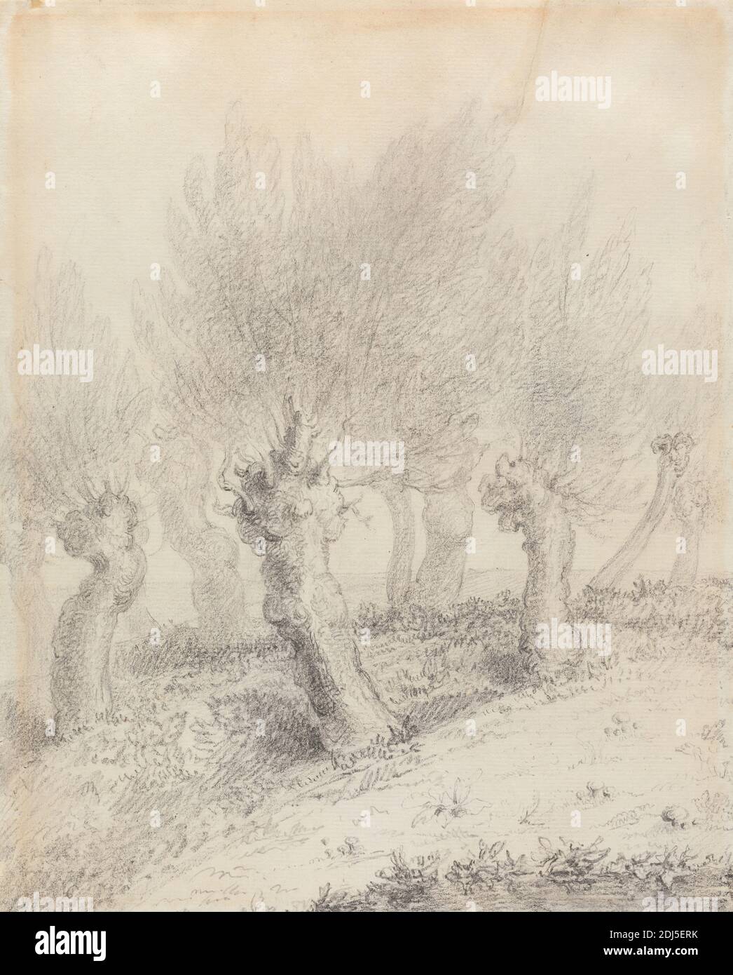 Willows polinizados, atribuidos a John Constable, 1776–1837, británico, sin fecha, grafito en medio, textura moderada, papel de paloma crema, Hoja: 9 7/8 x 8 pulgadas (25.1 x 20.3 cm), paisaje, árboles, sauces Foto de stock