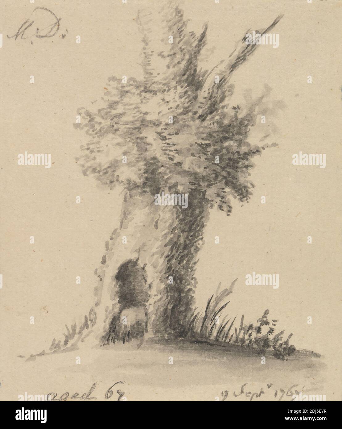Hollow Tree, Mary Delany, 1700–1788, British, 1767, Lave gris con pluma y tinta negra en medio, crema, papel colocado ligeramente texturizado, Hoja: 4 7/16 x 3 3/4 pulgadas (11.2 x 9.5 cm), tema botánico, hueco, todavía la vida, árbol Foto de stock