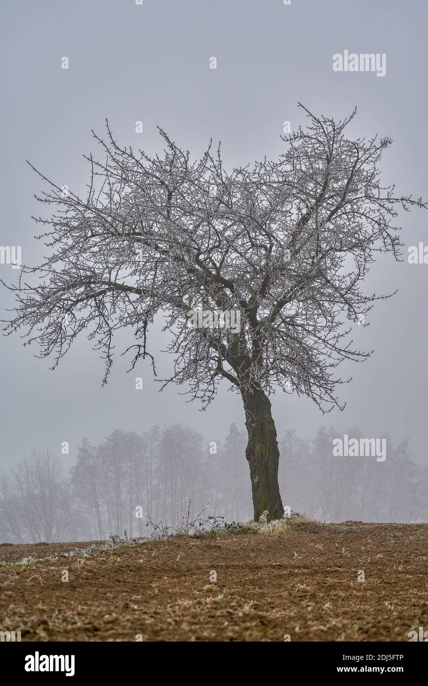 Paisaje otoñal en diciembre niebla, cubierta de rimie y heladas Baja Silesia Polonia Foto de stock