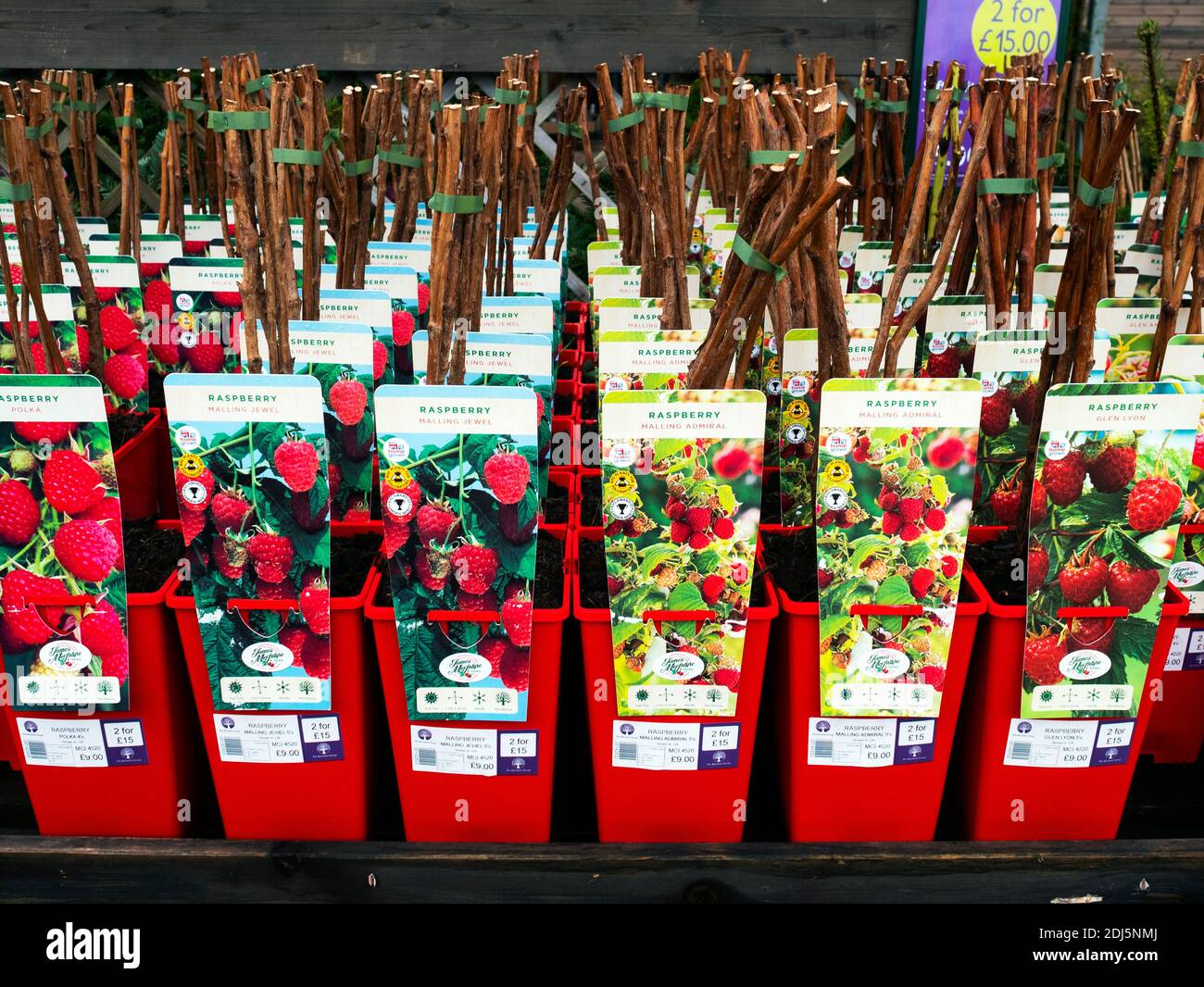 Una pantalla de invierno de frambuesa arbustos frutales para venta en un centro de jardinería Foto de stock