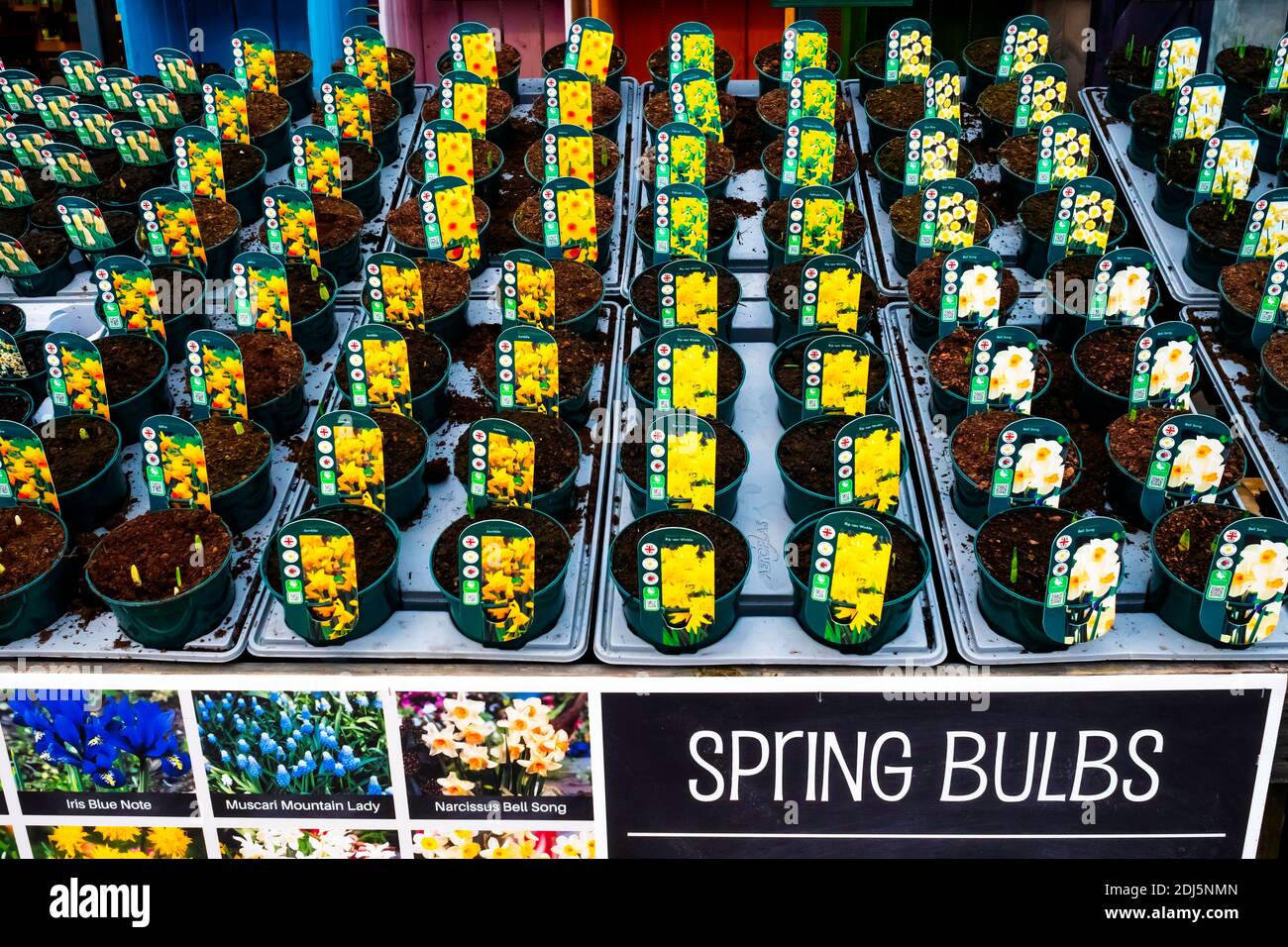 Centro de jardín muestra Primavera Bulbos Narcissus RIP van Winkle, Jumblie y Bell Song para la venta como plantas de ropa de cama para la plantación de primavera Foto de stock