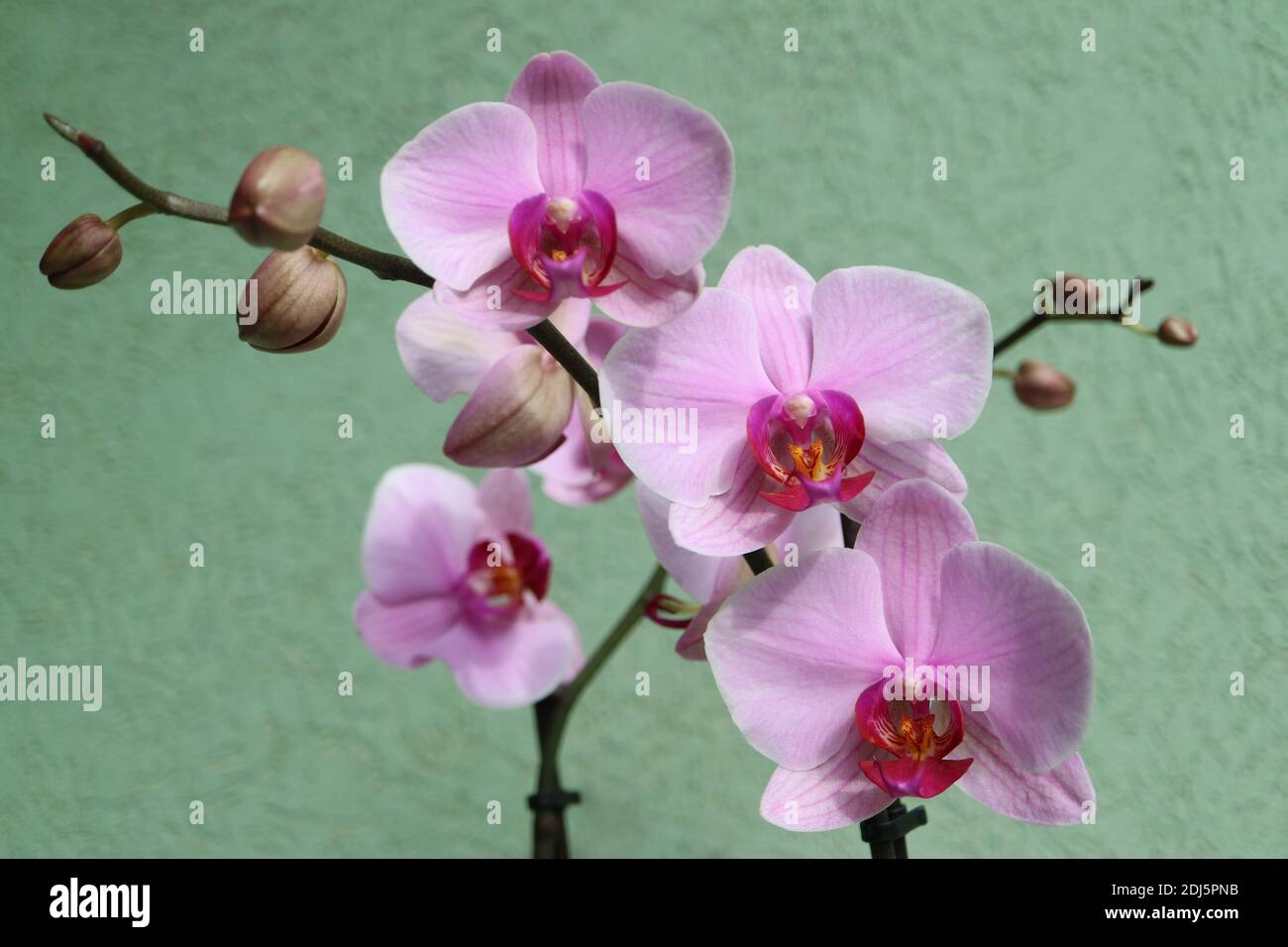 Orquídea rosa con delicados pétalos y fondo de pared verde, orquídea rosa floreciendo con brotes macro, belleza en la naturaleza, flores exóticas, fotografía macro Foto de stock