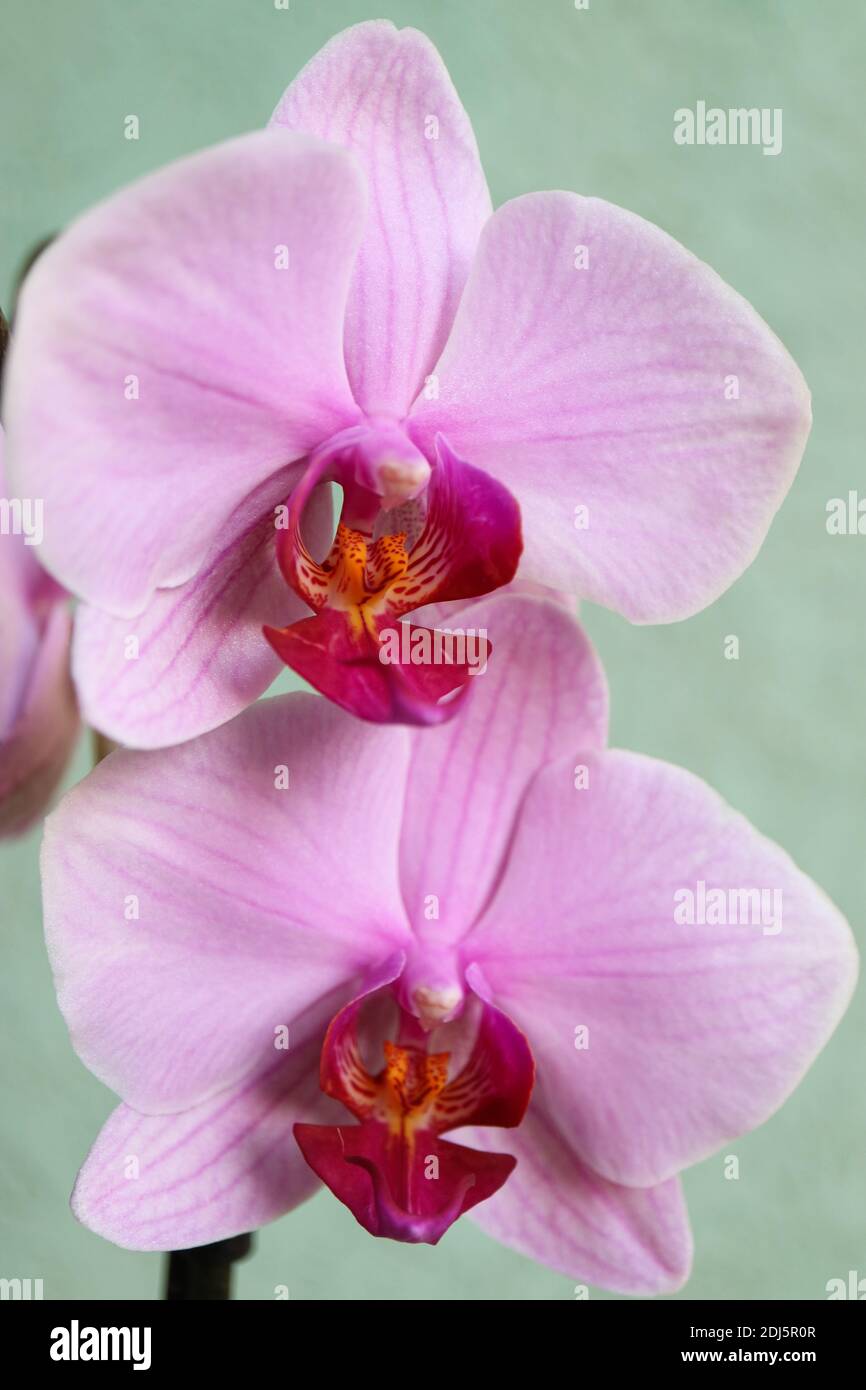 Orquídea rosa con delicados pétalos y patrones, orquídea rosa macro, cabeza de flor, belleza en la naturaleza, flor exótica, fotografía macro, imagen de stock Foto de stock