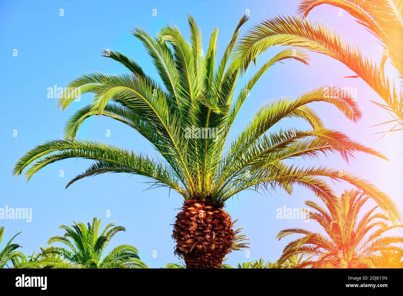 Hermoso árbol de palma parece una piña, de cerca. Las hojas de una palma de  coco tropical en el sol. Palmas contra el cielo azul en África, Túnez  Fotografía de stock -