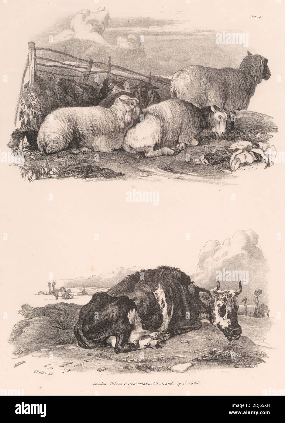 Untitled Images of Livestock, Plate 6, Print made by Henry Walter, 1786–1849, British, Published by Rudolf Ackermann, 1764–1834, British, 1824, Litograph on medium, slightly textured, cream wove paper Foto de stock