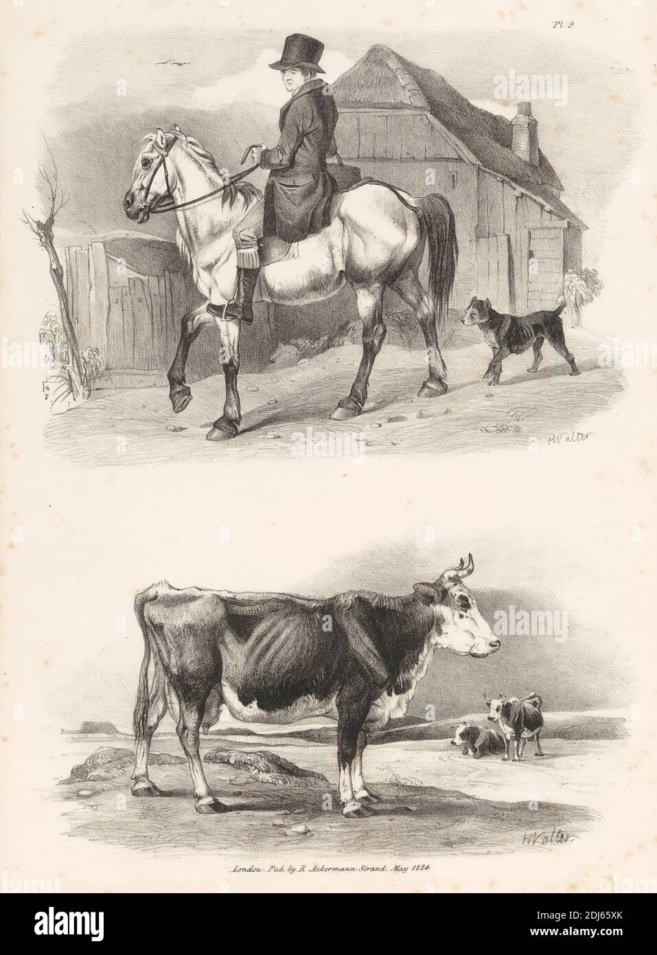 Untitled Images of Livestock, Plate 9, Print made by Henry Walter, 1786–1849, British, Published by Rudolf Ackermann, 1764–1834, British, 1824, Litograph on medium, slightly textured, cream wove paper Foto de stock