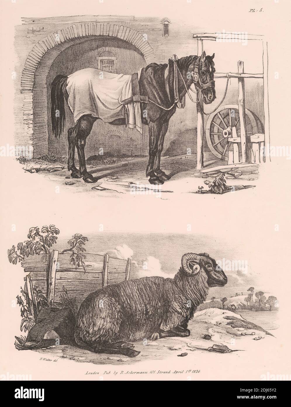 Untitled Images of Livestock, Plate 5, Print made by Henry Walter, 1786–1849, British, Published by Rudolf Ackermann, 1764–1834, British, 1824, Litograph on medium, slightly textured, cream wove paper Foto de stock