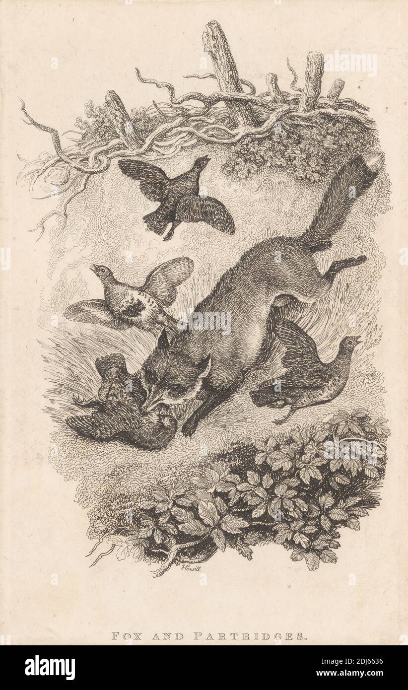 Fox and partridges, impresión hecha por Samuel Howitt, 1756–1822, británico, 1818, grabado en medio, ligeramente texturado, papel de paloma crema Foto de stock