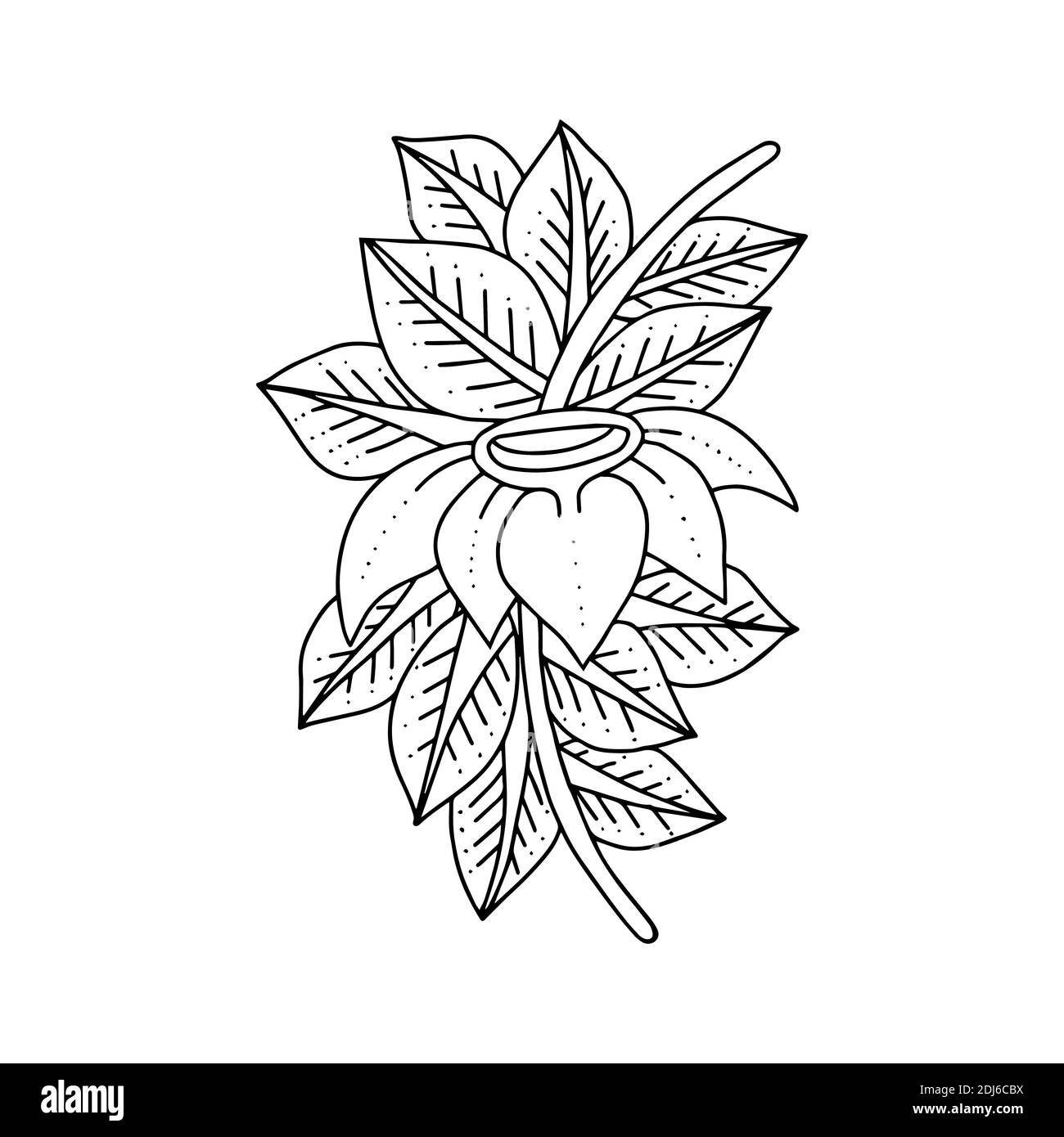 Adorno floral dibujado a mano en blanco y negro. Diseño de página de libro para colorear para adultos. Ilustración vectorial. Patrón de Zendoodle. Ilustración del Vector