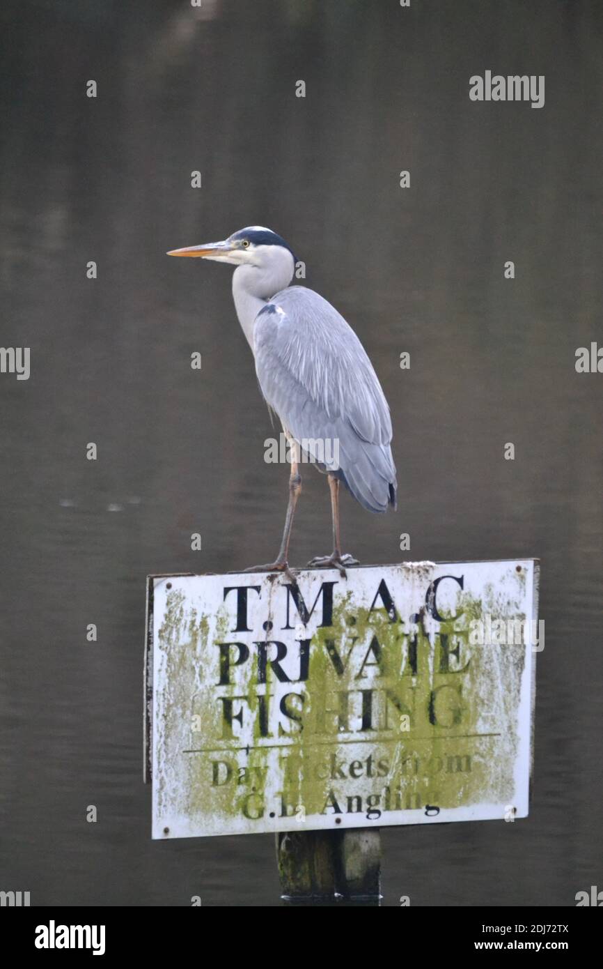 Garza gris encaramado en señal de pesca privada - Ardea cinerea - Lago de pesca - Gran Pájaro Predator - Reino Unido Foto de stock