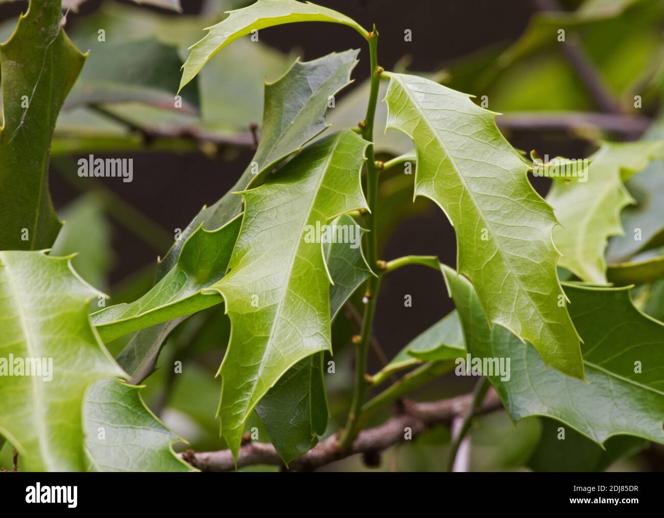 Planta medicinal 'Espinheira santa' hojas Foto de stock