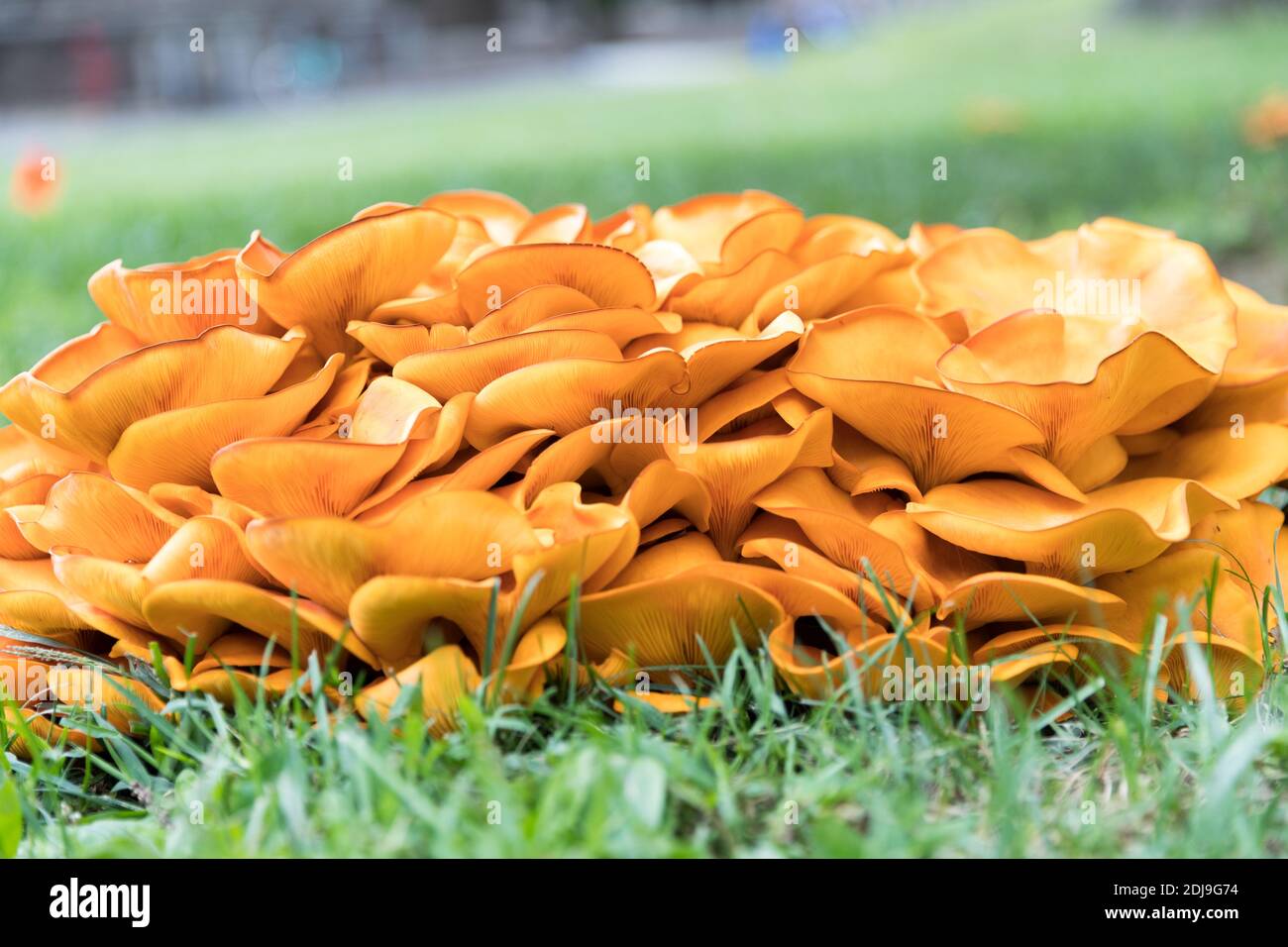 Omphalotus olearius.hongo venenoso anaranjado brillante, hongo. Bioluminiscente. Bellas setas - imagen Foto de stock