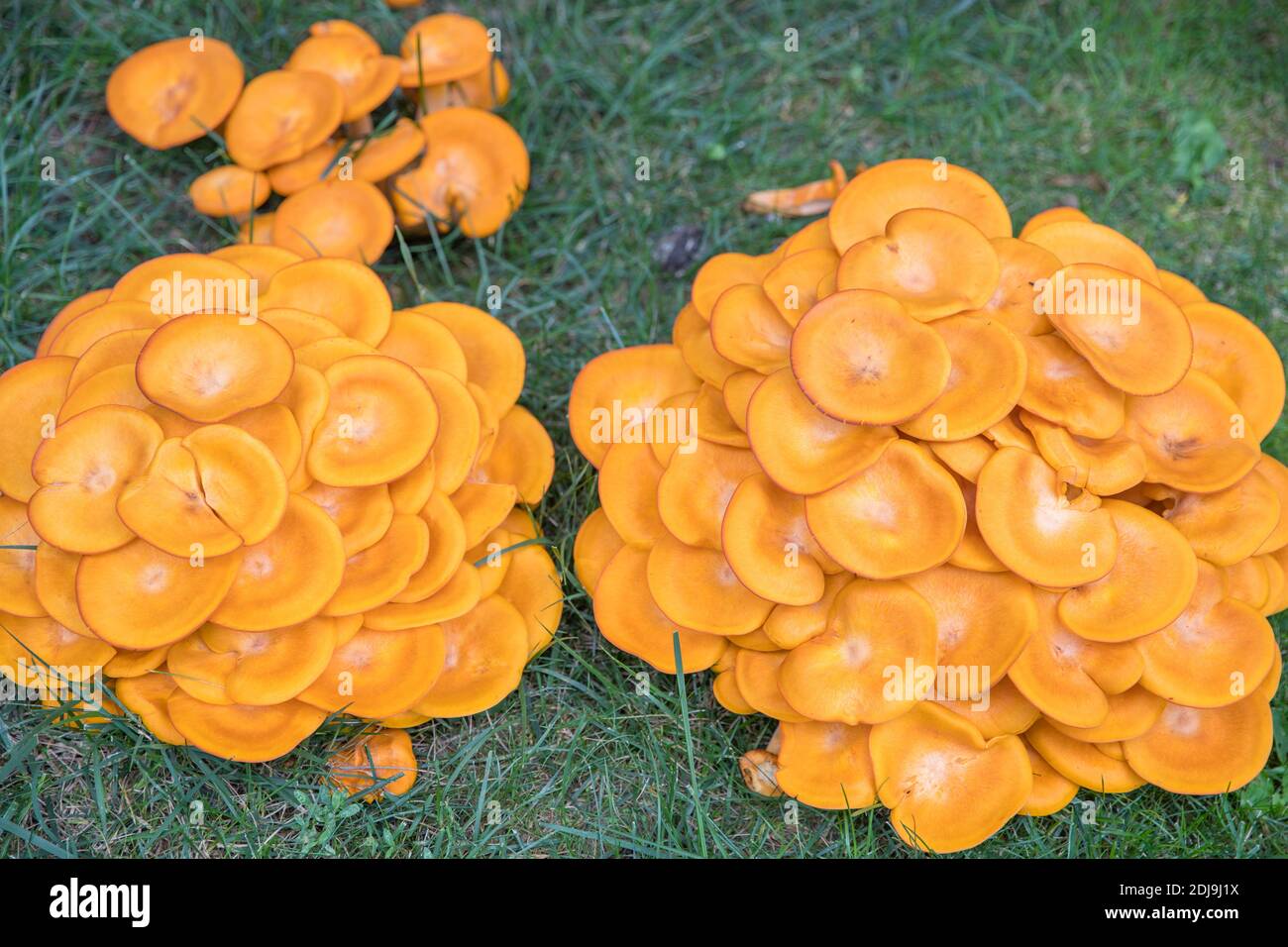 Omphalotus olearius.hongo venenoso anaranjado brillante, hongo. Bioluminiscente. Bellas setas - imagen Foto de stock