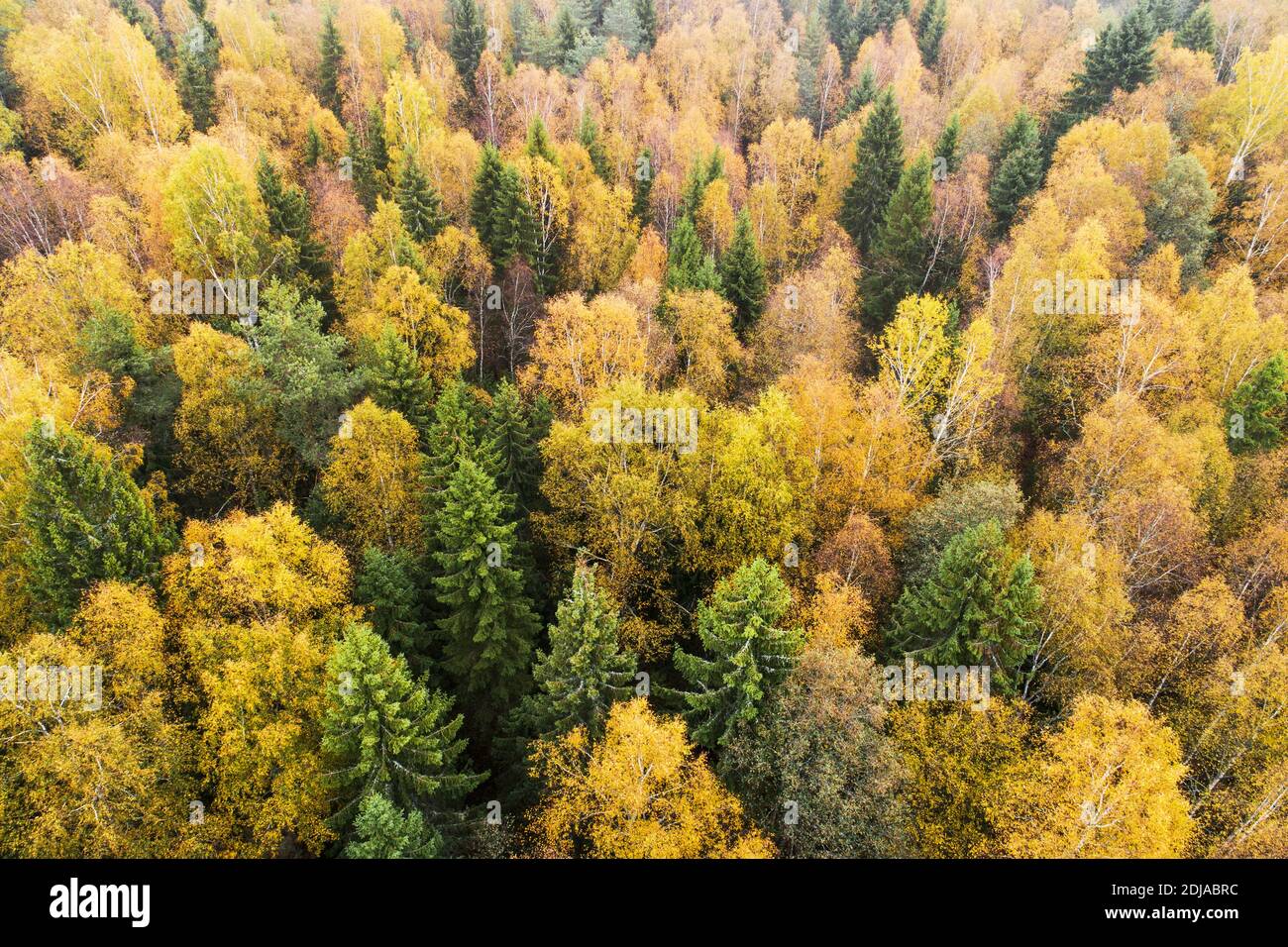 Aérea de exuberante bosque boreal salvaje durante el colorido follaje otoñal en la naturaleza europea. Foto de stock