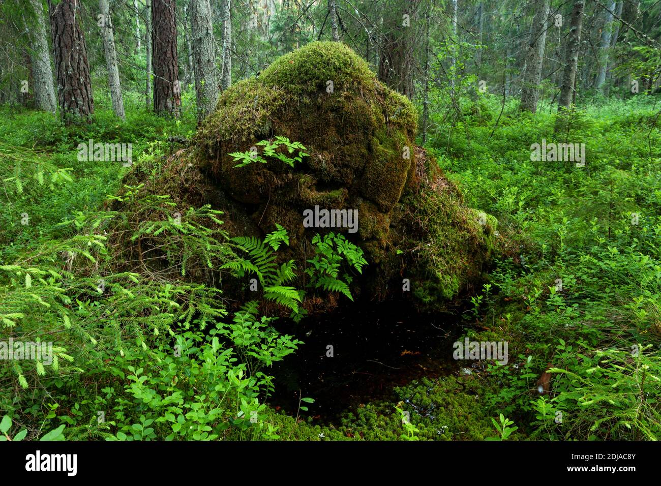 Verde y exuberante bosque boreal de antiguo crecimiento veraniego en Estonia, Norte de Europa. Foto de stock