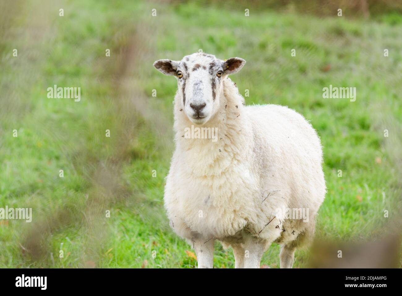 Norte de Inglaterra o Norte país Mule ovejas en un Granja en Corwen, Gales del Norte en invierno Foto de stock