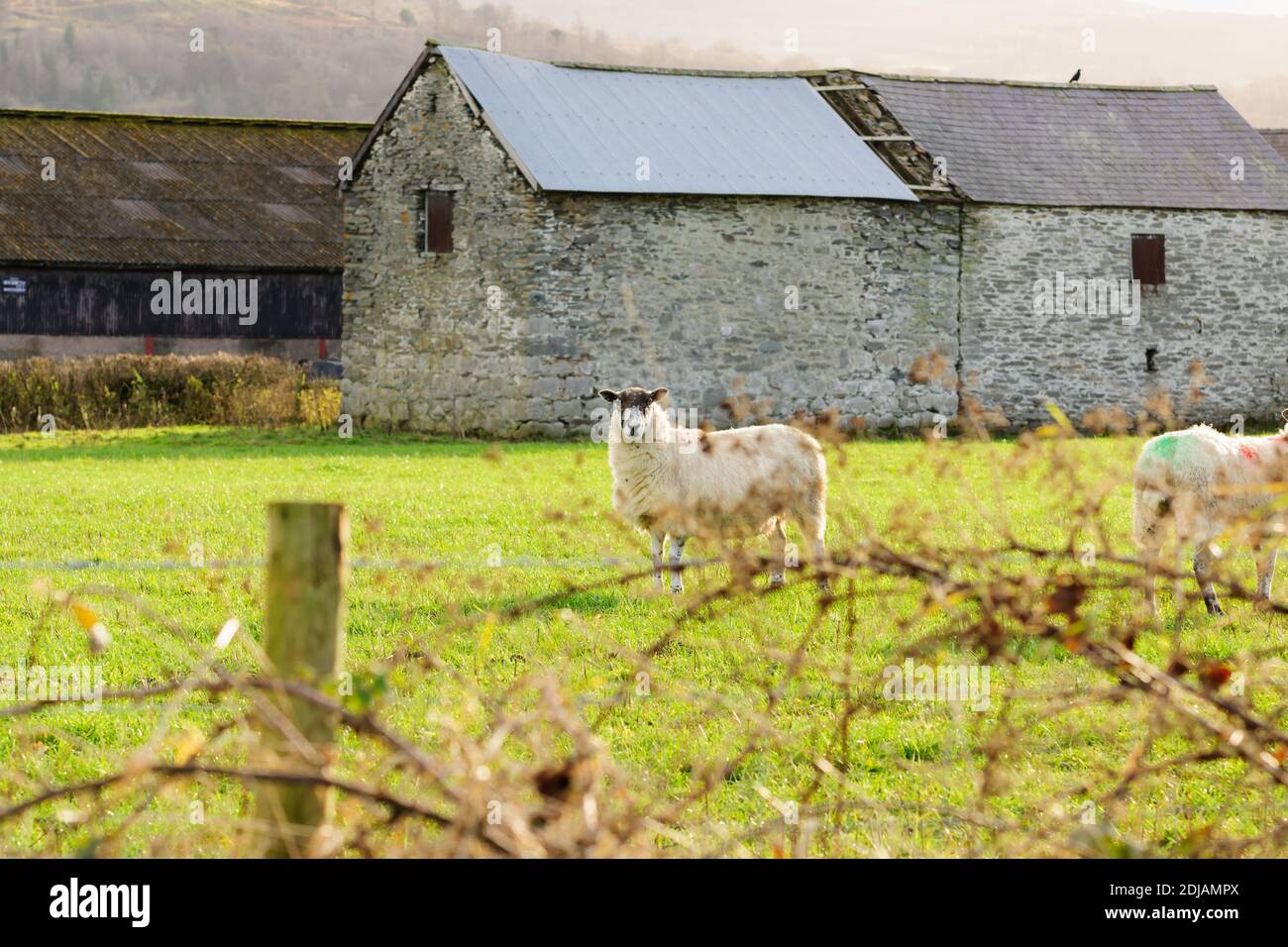 Norte de Inglaterra o Norte país Mule ovejas en un Granja en Corwen, Gales del Norte en invierno Foto de stock