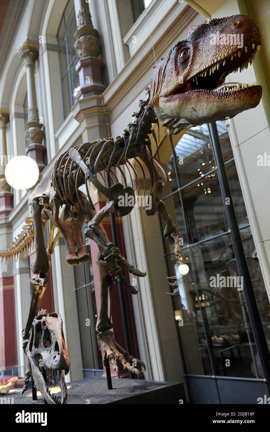 Allosaurus. Género de dinosaurio terópodo carnívoro que vivió hace 155 a 145 millones de años. Período Jurásico tardío. Predador bipedal. Reconstrucción esqueleto de dinosaurio. Museo de Historia Natural, Berlín. Alemania. Foto de stock
