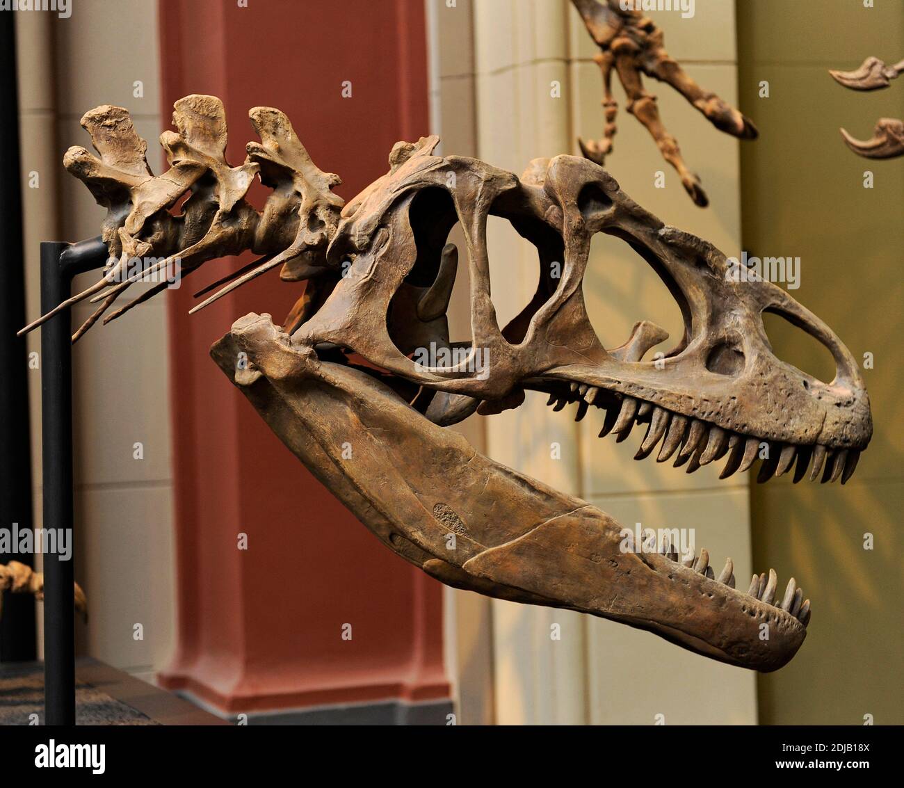 Allosaurus. Género de dinosaurio terópodo carnívoro que vivió hace 155 a 145 millones de años. Período Jurásico tardío. Predador bipedal. Cráneo con dientes grandes y dentados. Museo de Historia Natural, Berlín. Alemania. Foto de stock