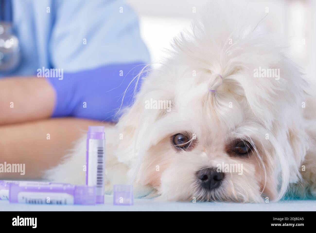 El pequeño perro maltés se encuentra en la oficina del veterinario al lado botellas de medicamentos homeopáticos Foto de stock