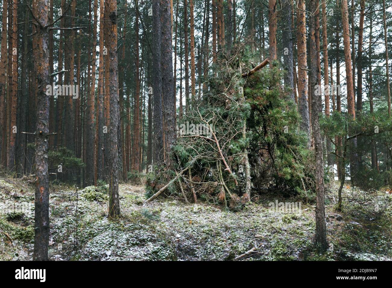 cabaña de la rama del pino en el bosque. campo de supervivencia salvaje Foto de stock