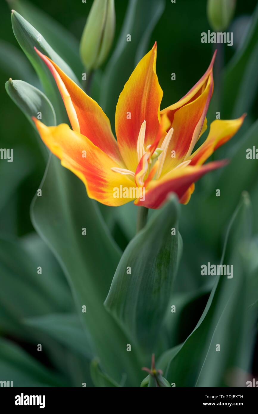 Tulipa 'Fly Away' - Abril Foto de stock