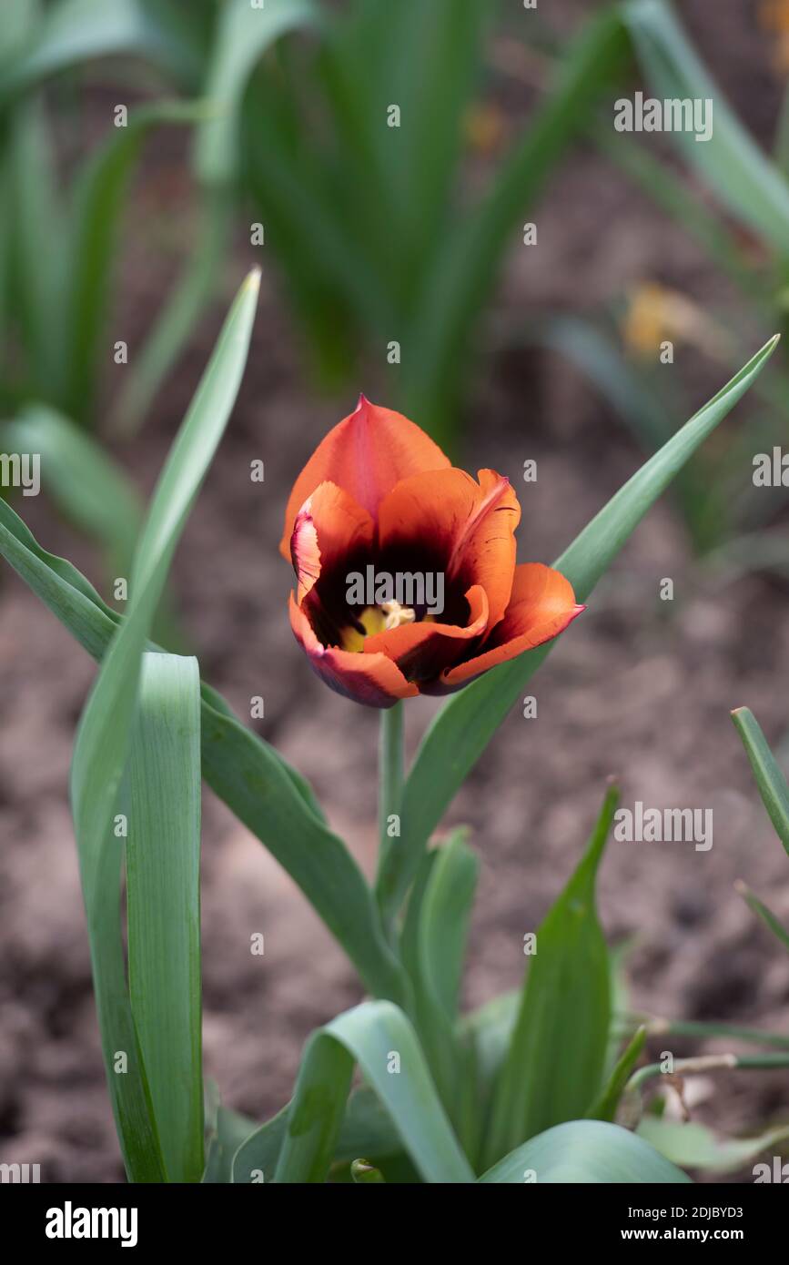 Tulipa 'Muvota' Foto de stock