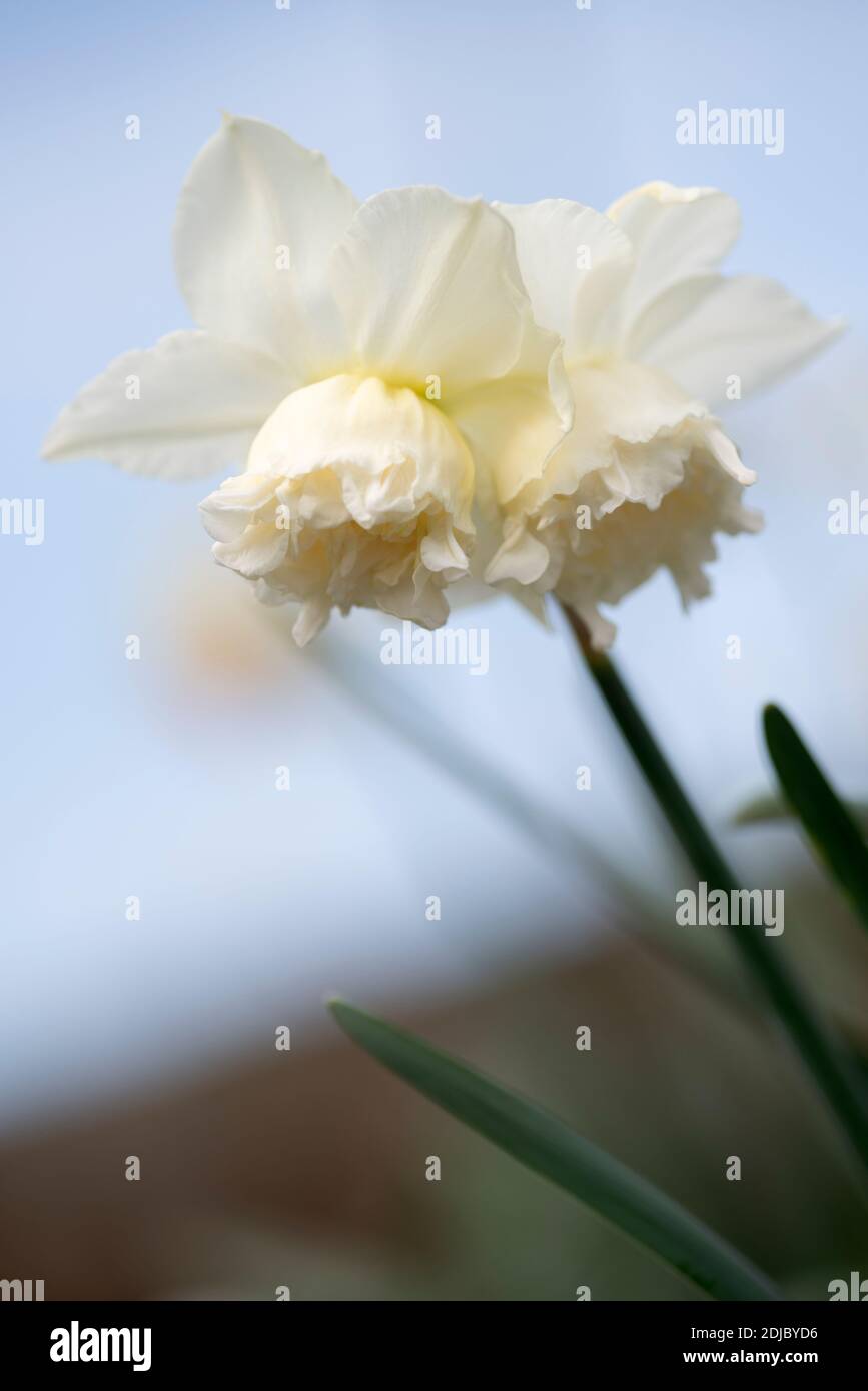 Narcissus 'Marvel Blanca' Foto de stock