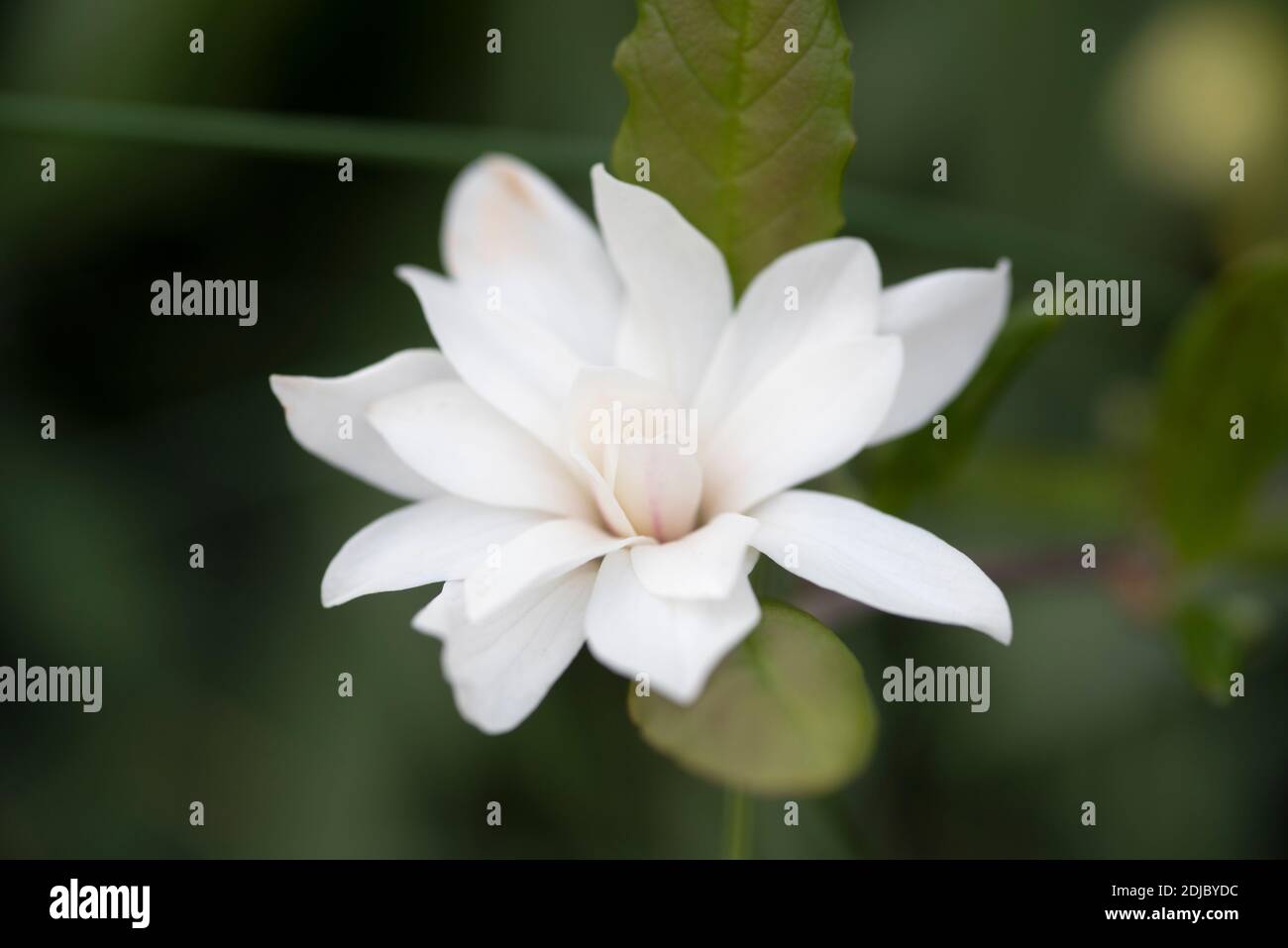 Magnolia stellata Foto de stock