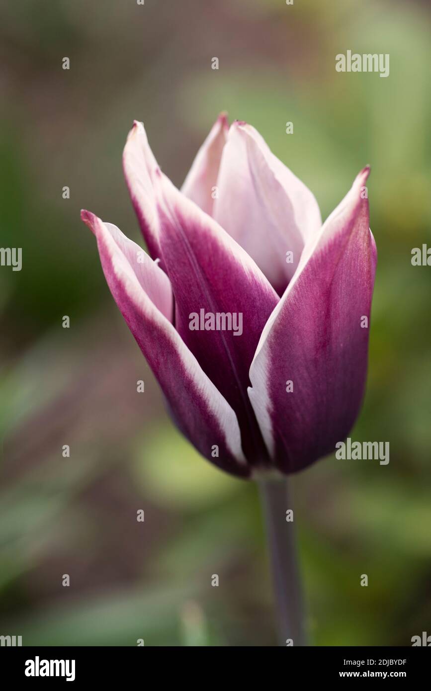 Tulipa "misterio árabe' Foto de stock