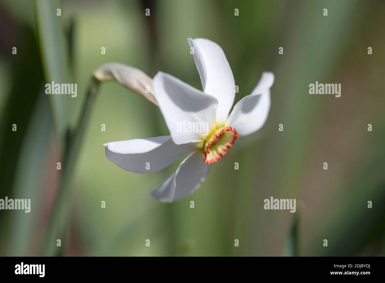 Narcissus poeticus var 'curvus' Foto de stock