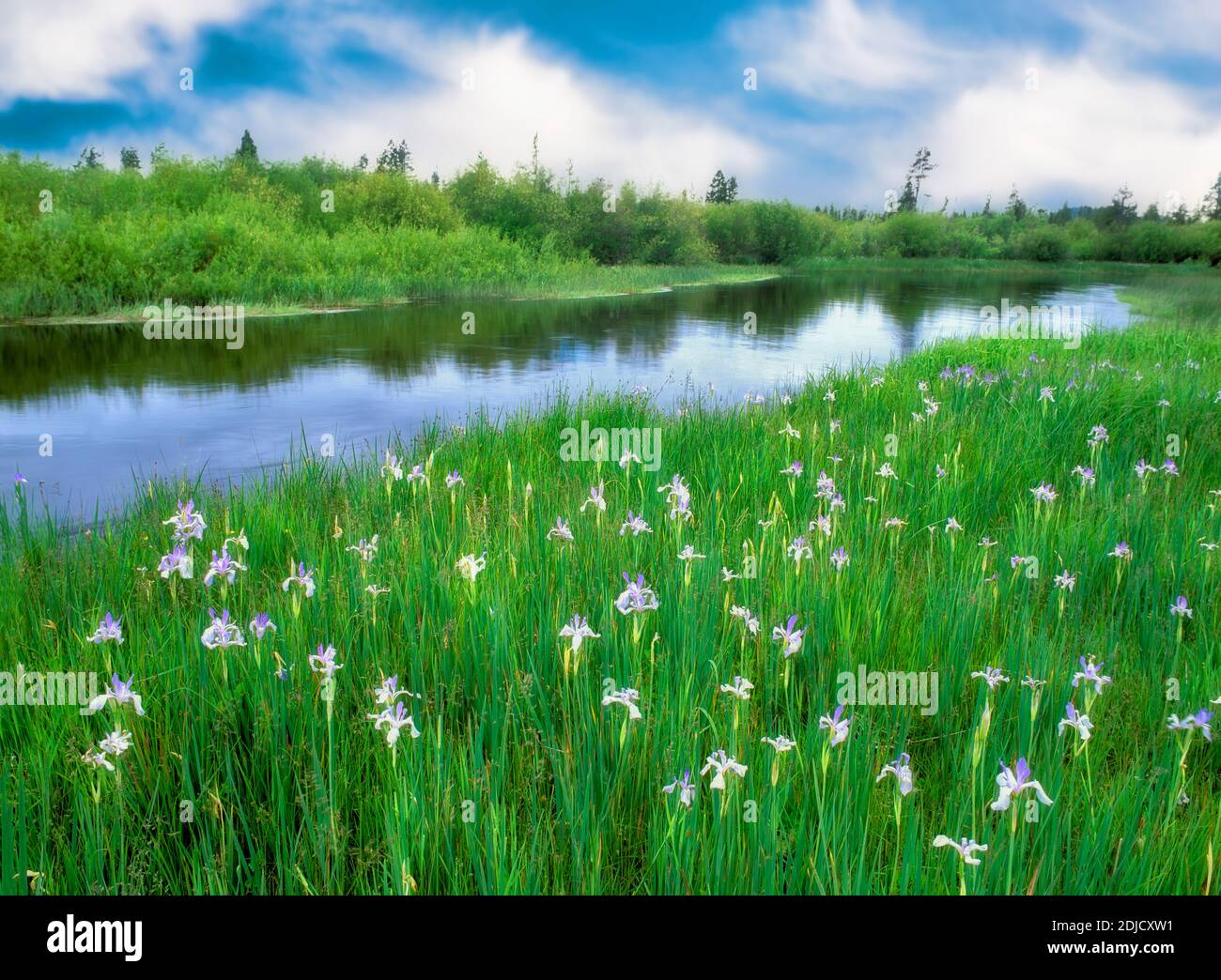 El río de Deschutes superior con Iris. Deschutes National Forest. En el estado de Oregon. Foto de stock