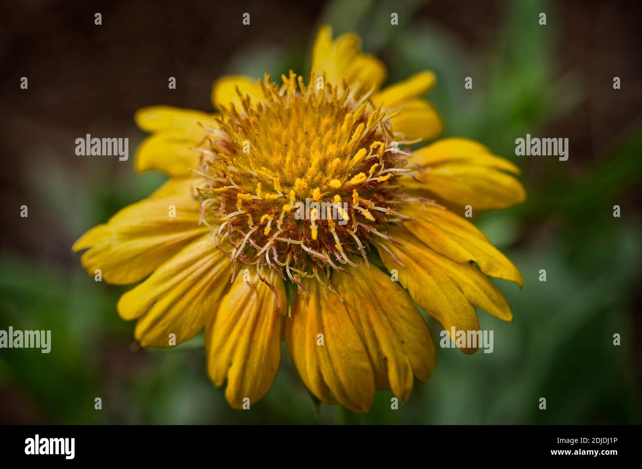 Una sola flor amarilla de la manta de la Mesa Peach en un jardín Foto de stock
