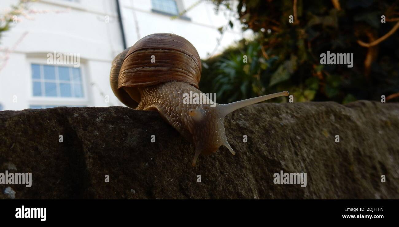 Close-up de caracol en roca Foto de stock