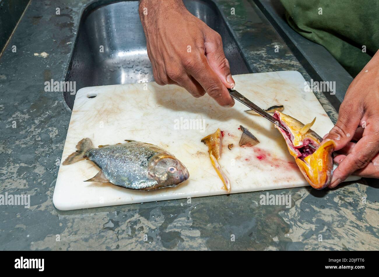 Un ayudante de cocina usando un cuchillo pequeño, llenando dos pirañas de vientre amarillo para una sopa en la cocina. La sopa piranha se sirve a los huéspedes que se alojen en un Foto de stock