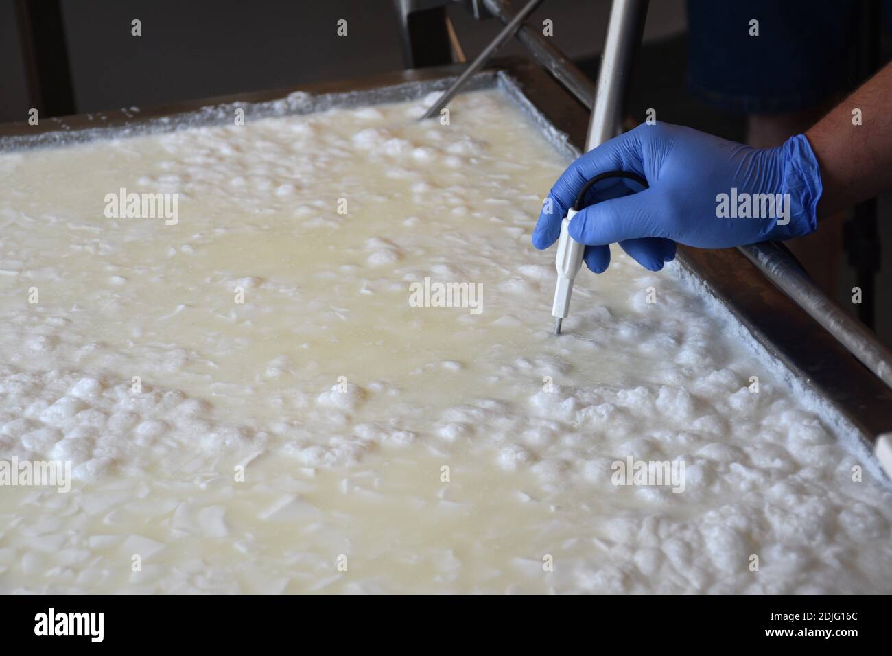 Cheesemaker tomando la temperatura del cuajado cortado. Elaboración de queso. Foto de stock