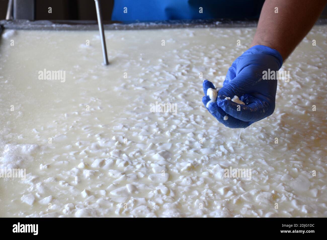 Cuajada de leche para eliminar el suero. Elaboración de queso. Foto de stock