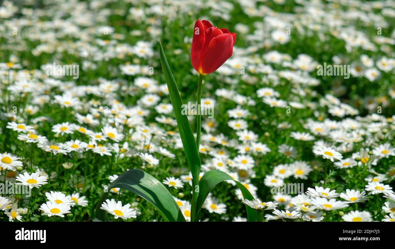 Hermosa y colorida margarita y tulipán rojo en el parque de la naturaleza,  flor de tulipán rojo flor en el fondo de los tulipán blanco borroso en  tulipanes garden.isolated, sin Fotografía de