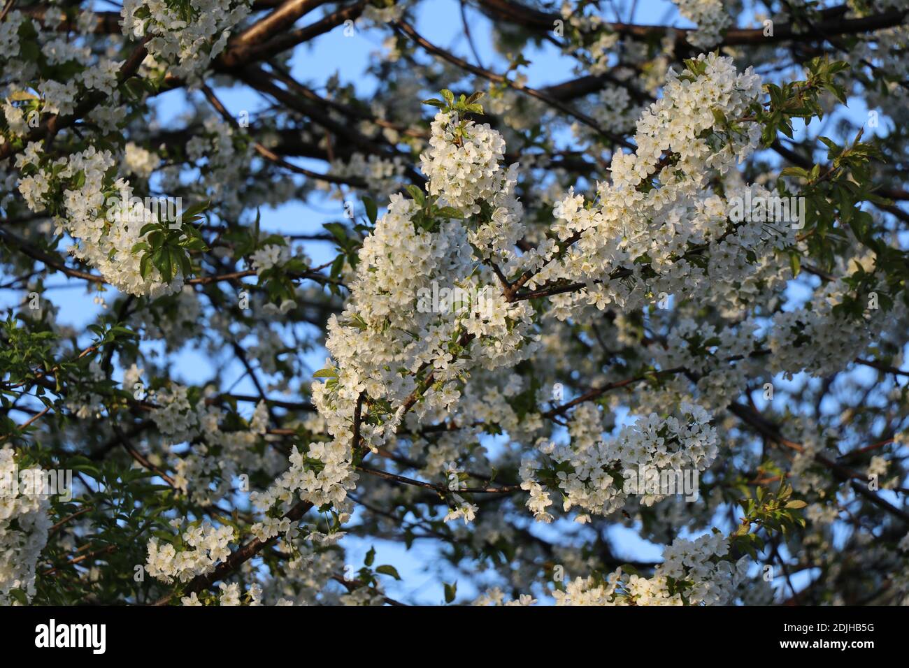 Ángulo bajo Vista de primer plano en las ramas de los cerezos en flor Foto de stock