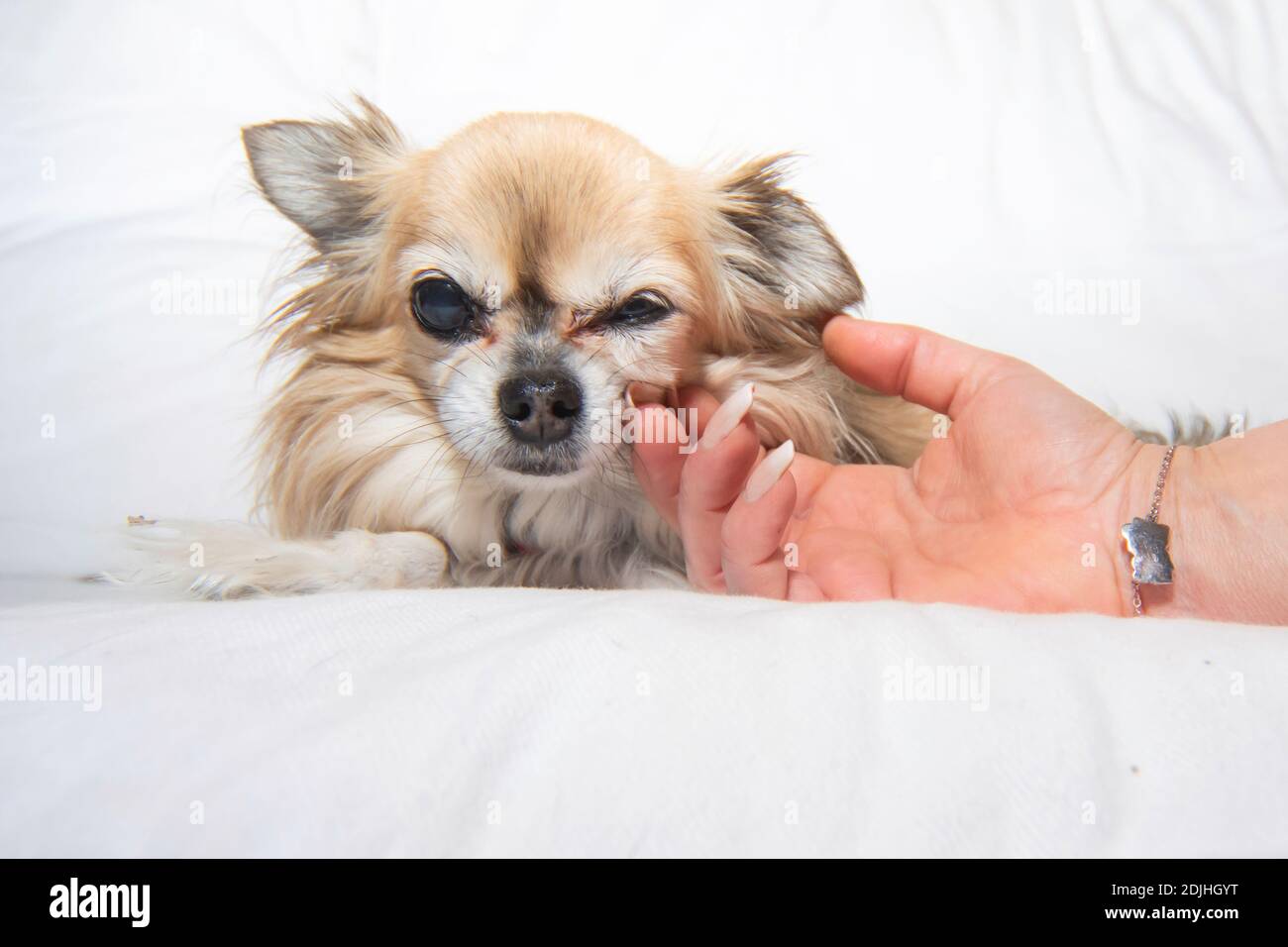 Cara De Chihuahua Fotos E Imagenes De Stock Alamy