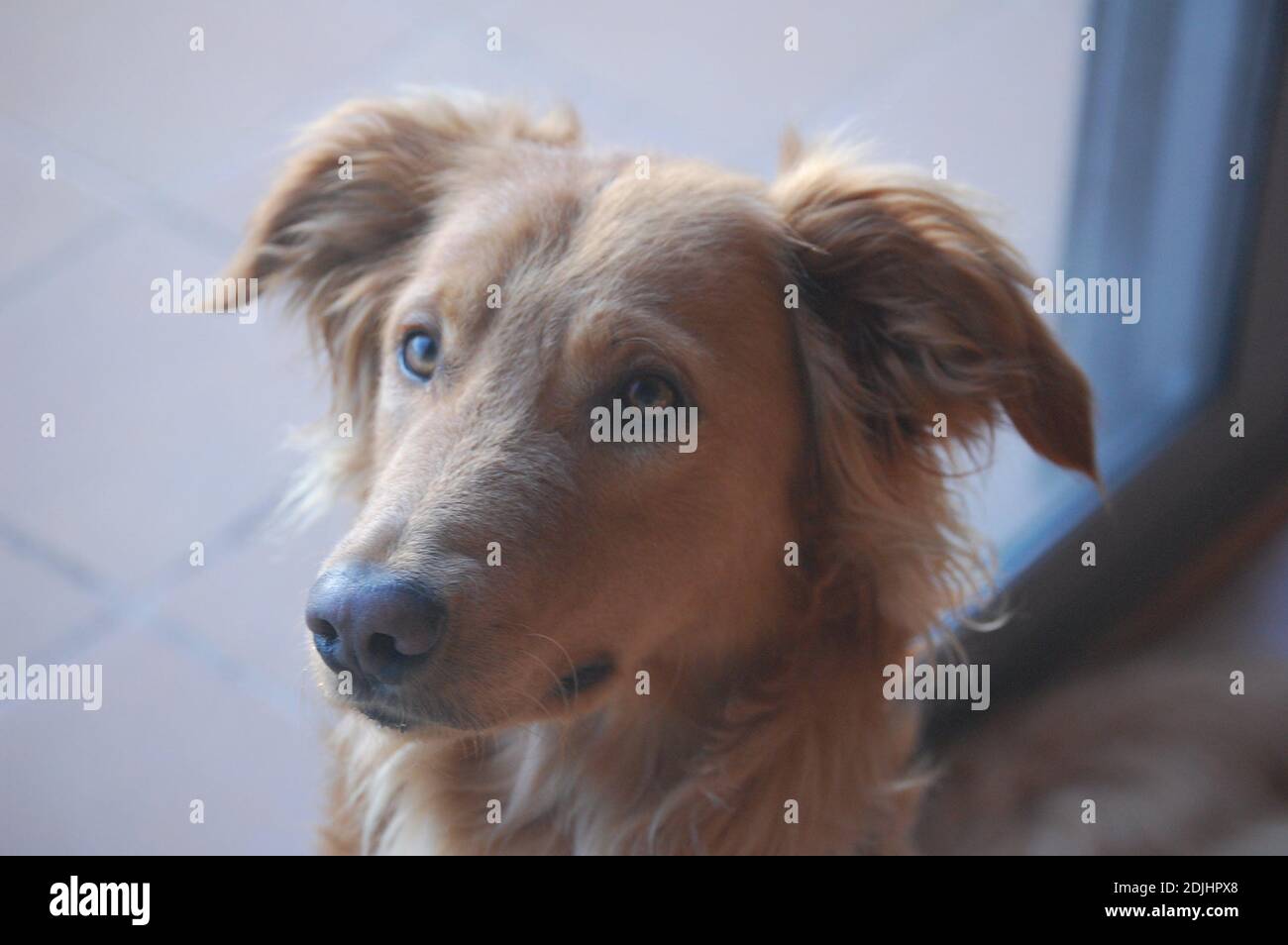 Close-up retrato de perro Foto de stock
