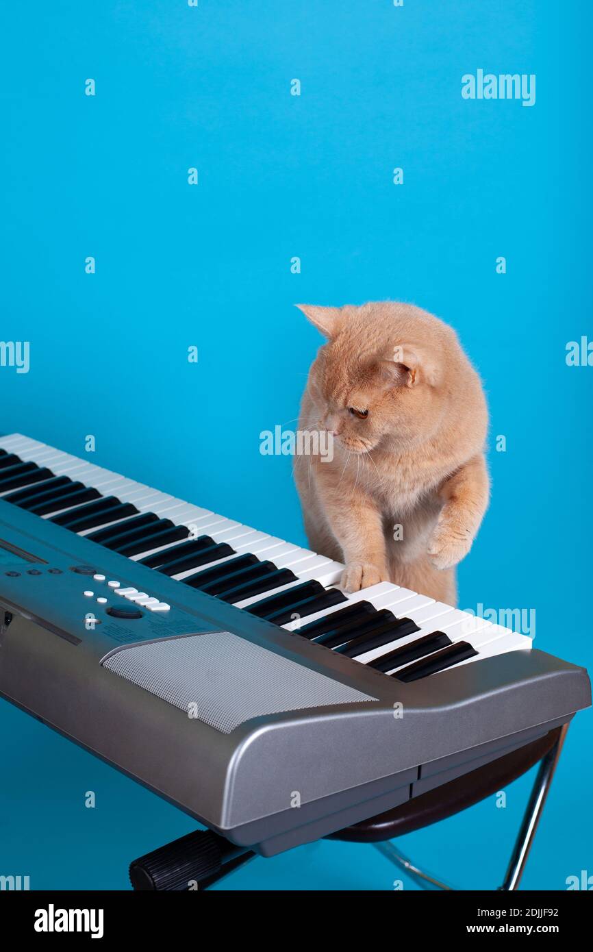 gato rojo tocando vals o música clásica para relajarse patas en la tecla de  piano, aislado sobre un fondo azul Fotografía de stock - Alamy