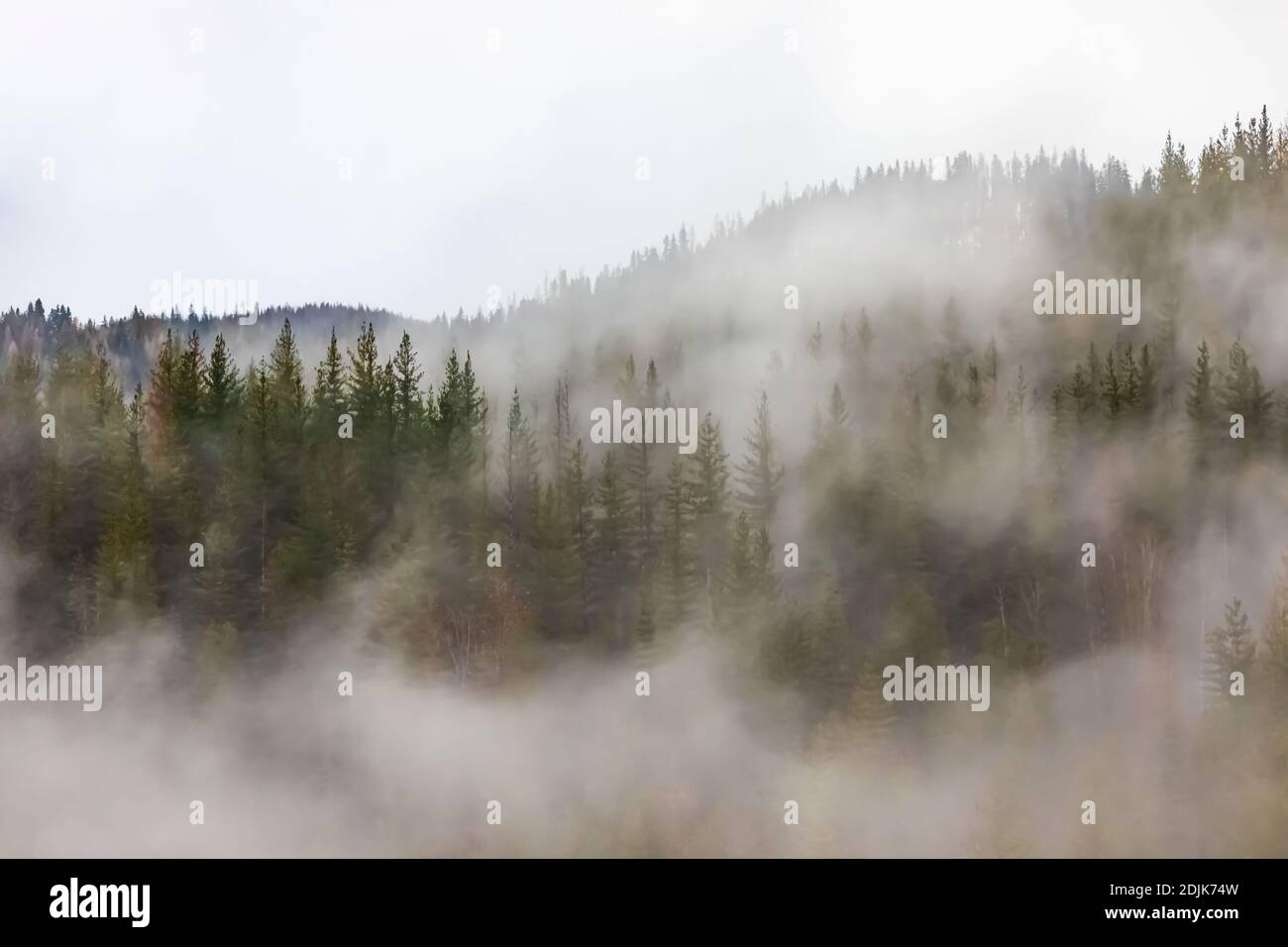 Montañas cubiertas de árboles de coníferas y parcialmente cubiertas de nubes y niebla, vistas desde la I-90 en Idaho y Montana, EE.UU Foto de stock