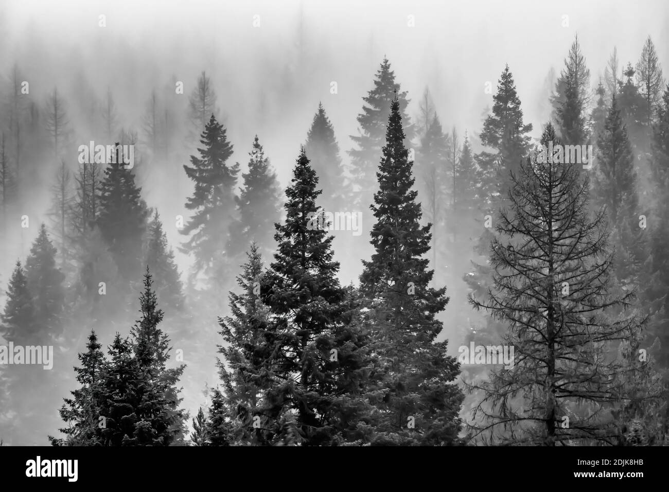 Montañas cubiertas de alerce occidental y otros árboles de coníferas y parcialmente cubiertas de nubes y niebla, vistas desde la I-90 en Idaho y Montana, EE.UU Foto de stock
